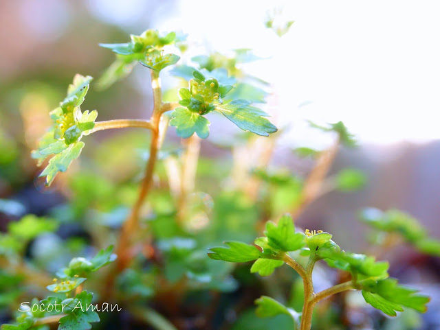 Chrysosplenium flagelliferum