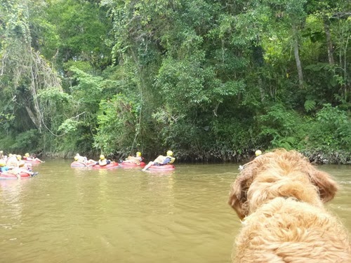 Pets adventure 16 (201)