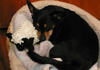 Tazie in a basket