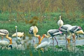 Keoladeo National Park