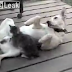Γάτα ...Αυνανίζει σκύλο - (Δείτε το βίντεο!)