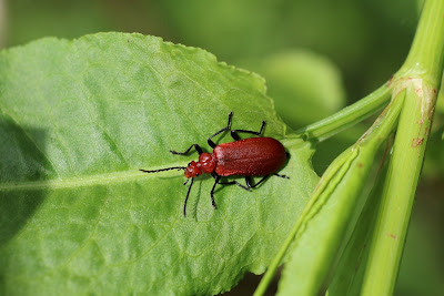 Roodkopvuurkever - - Pyrochroa serraticornis