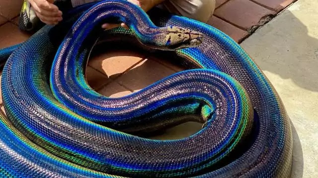 Top 11 Most Beautiful Snakes in the World
