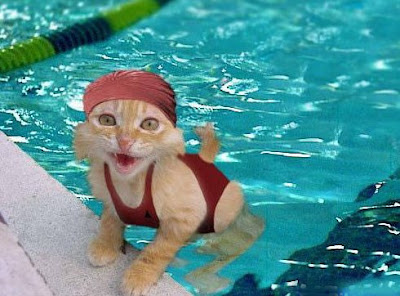 Funny swimming animal pictures