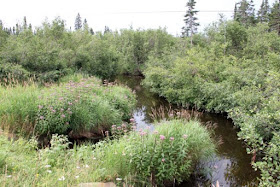 does Minnesota have too many trout streams?