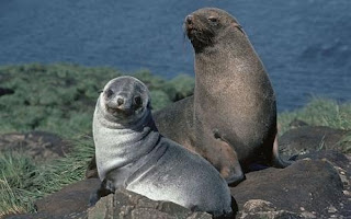 Wild Antarctic Seals