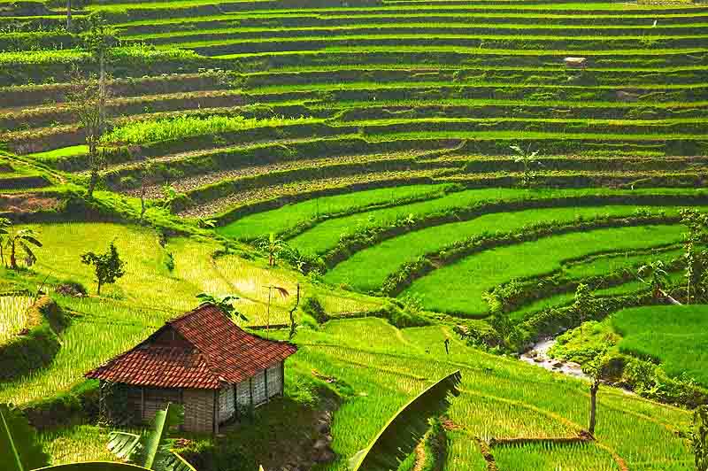 Konsep 50 Gambar  Animasi Pemandangan Sawah