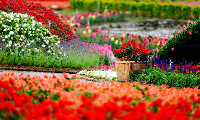 Colourful Summer Garden Flowers
