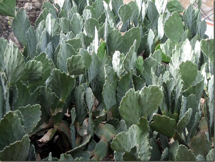 Alamo Prickly Pear 02
