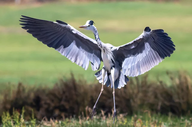 Grey Heron landing on the small island, Woodbridge Island