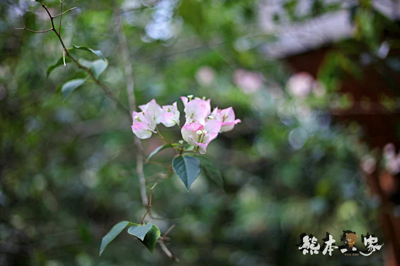 苗栗三義。焉美術行館｜藝術與大自然的身心靈合一｜附近有軌道自行車景觀