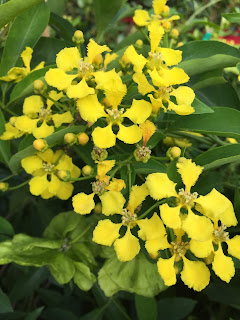 Butterfly Vine blooms