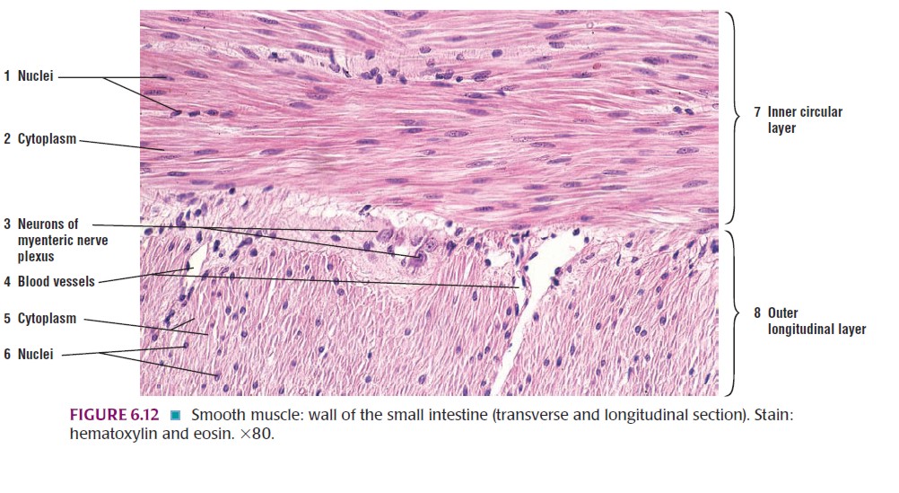 Histologi Jaringan Otot Muscle Tisuue BlogK Putih