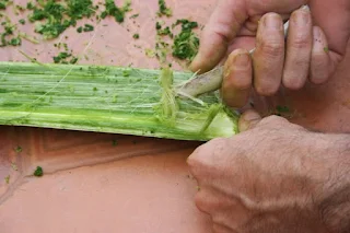 "Obtención de la fibra vegetal del agave3"