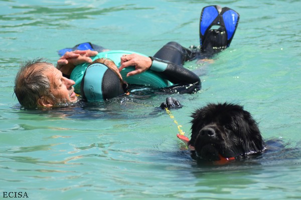 Terre-Neuve chien sauveteur aquatique s’entraîne  au lac de Vouglans dans le Jura 39 à la base nautique bellecin la photo est prise prise 18/05/2017 par JD Amet 