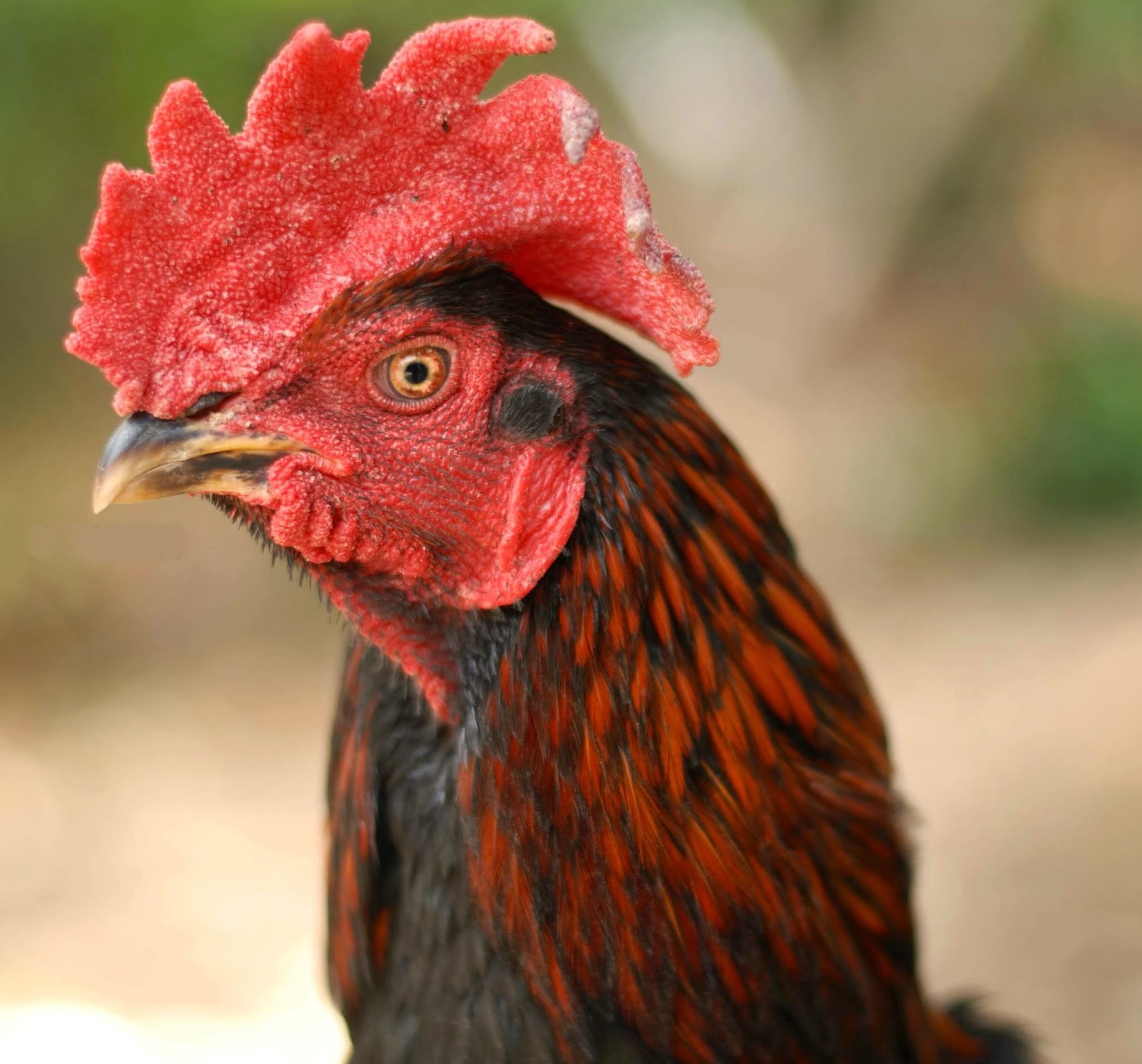 Cara Seting Paruh Ayam  Aduan  Supaya Kuat untuk Menggigit 