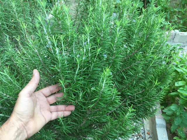 In a few months, your rosemary plants should be ready for harvesting. Trim the stems as needed, but avoid harvesting more than one-third of the plant at a time to ensure continued growth.