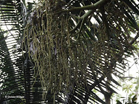 Teddy bear palm fruits - Ho'omaluhia Botanical Garden, Kaneohe, HI