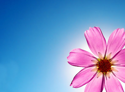 Pink Flower Black Background