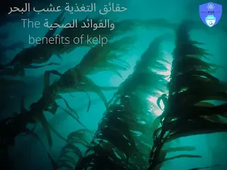 حقائق التغذية عشب البحر والفوائد الصحية The benefits of kelp