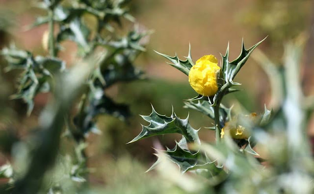 Argemone Mexicana Flowers Pictures