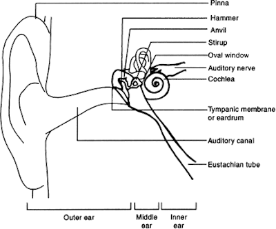 Simple ear diagrams | Ear diagram with labels | Inner ear diagram