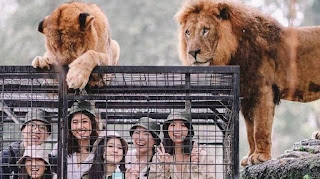 Tiket Masuk Taman Safari Indonesia Bogor Terbaru