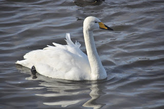 Whooper swan