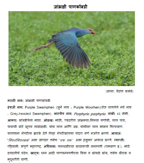 purple swamphen jambhali pan kombadi bird information in marathi