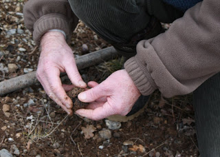 Nettoyage sommaire avant de mettre le précieux champignon dans la besace