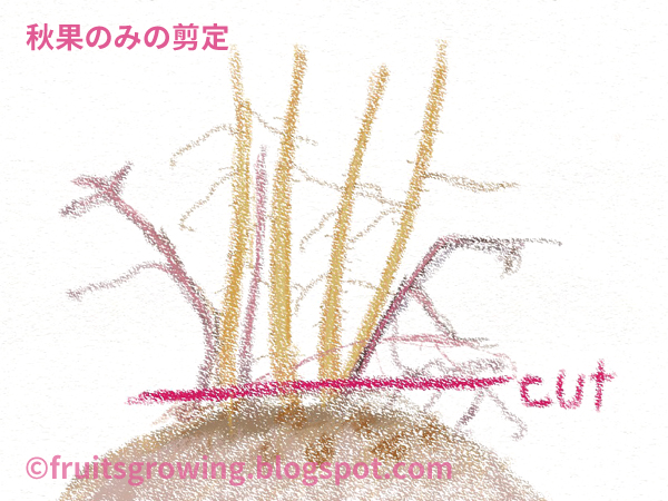 鉢植えラズベリーの育て方 おいしい鉢植え果樹の栽培育て方 自宅を果樹園に 鉢植えラズベリーの育て方 おいしい鉢植え果樹の栽培育て方 自宅を果樹園に