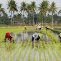 Bapenda Bebaskan 100 Persen PBB-P2 Para Petani di Karawang