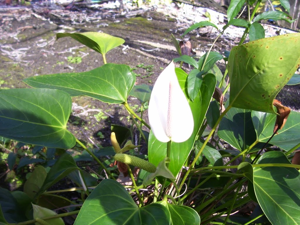 types of flowers hawaii White Anthurium Plants | 1024 x 768