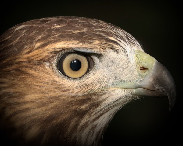 Fledgling red-tailed hawk profile