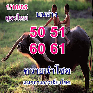 หวยควายนำโชค งวด 1/10/65 OHO999.com