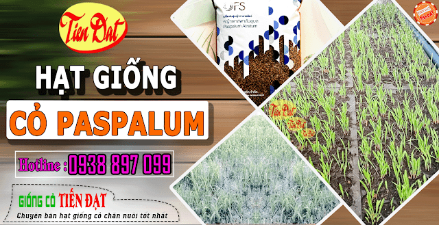 Mua giống cỏ paspalum chính hãng tốt nhất