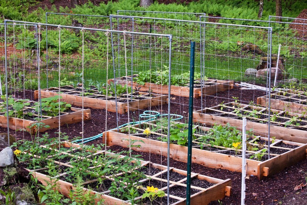 Ewa in the Garden  15 ideas of DIY pea trellis 