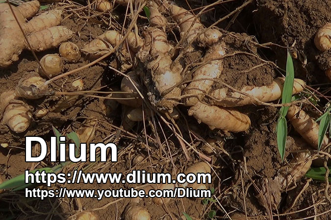 Dlium Turmeric (Curcuma longa)