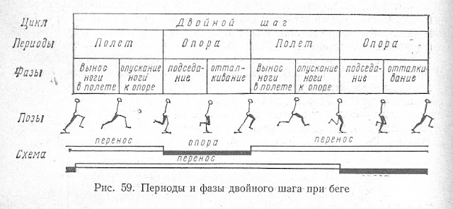 Периоды и фазы двойного шага при беге