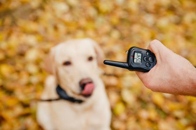 Scientific research shows risks to using shock collars and calls for a Europe-wide ban on their use. They are often used as positive punishment for unwanted behaviour, and are worn on the dog's neck, as shown on this Golden Retriever.