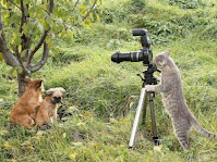 Fotos de encuentros entre fotógrafos y animales