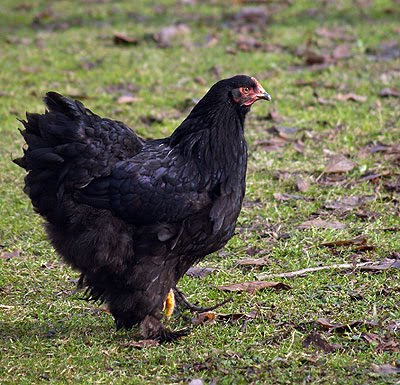 Gallina di razza cocincina gigante. Foto di Andrea mangoni, esemplare di Marco Toffoli.