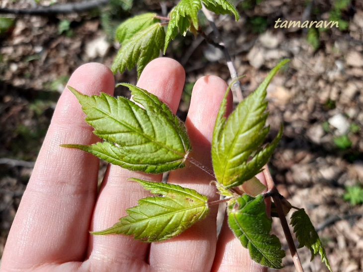 Клён бородатый / Клён бородчатонервный (Acer barbinerve)