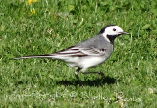 Pied Wagtail.Carassonne. Copyright © Shelley Banks, all rights reserved.