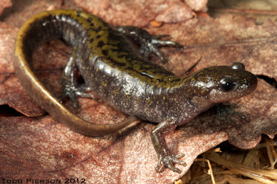 Long toed Salamander