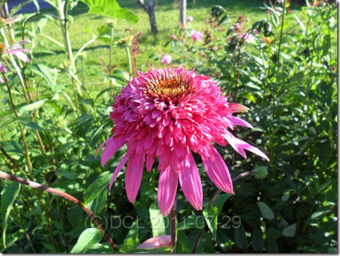 echinacea_PinkDoubleDelight_a