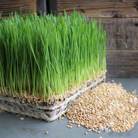 Hạt giống Mầm lúa mạch - 1Kg