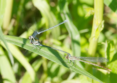 Powdered Dancer (Argia moesta)