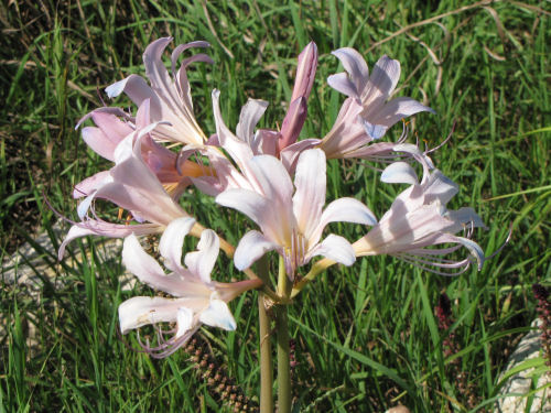 naked lilies