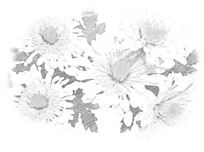 sketsa gambar bunga krisan simple